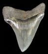 Juvenile Megalodon Tooth - Serrated Blade #61817-1